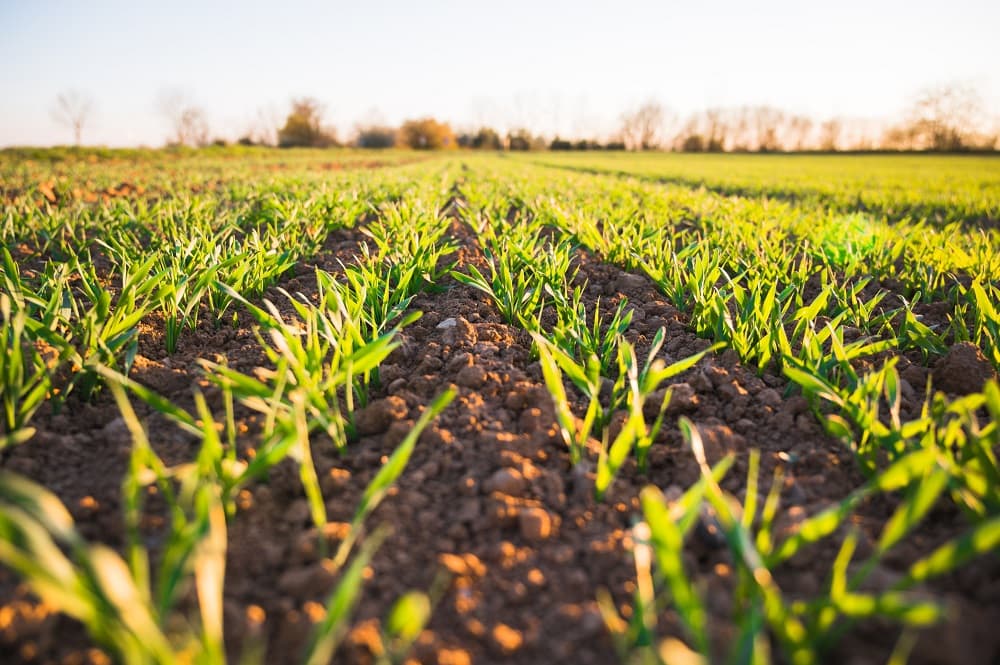 Young green crop seedlings in long rows of reddish-brown soil, stretching toward a distant tree line