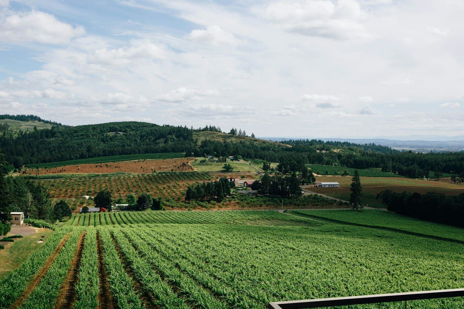 Willamette Valley farmland in Oregon: rows of young vines and orchards, farm buildings and forested hills
